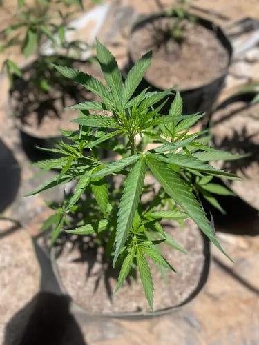 gorilla glue ilgm