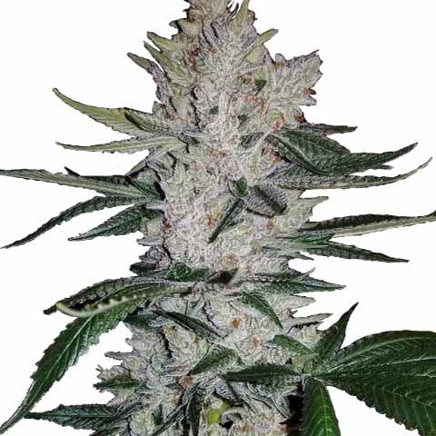 gorilla-glue-ilgm