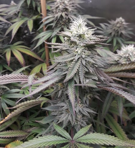 grape jelly cannabis plants