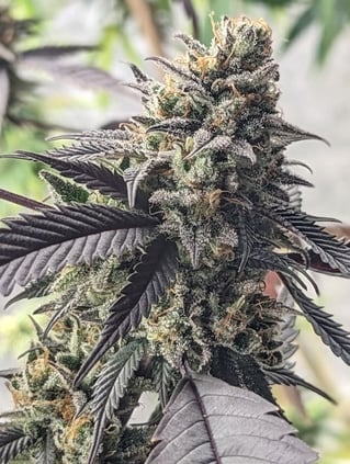 grape jelly cannabis plants
