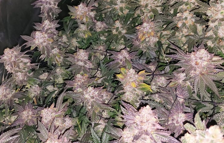 grape jelly cannabis plant canopy