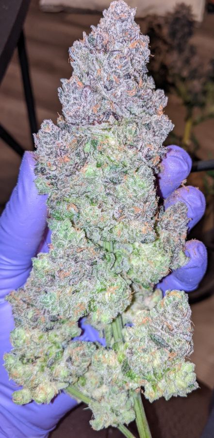 grape jelly cannabis plants