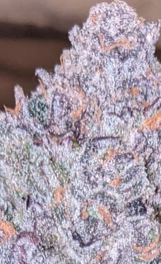 grape jelly cannabis plants