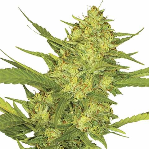 Sour Diesel