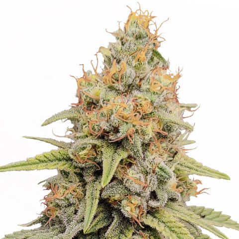 Strawberry Kush