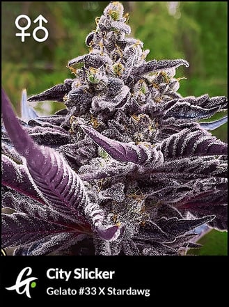 City Slicker Cannabis Strain by Greenpoint Seed Bank