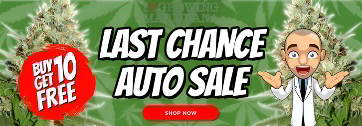 last chance auto seeds sale