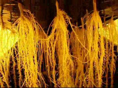 aeroponics healthy roots