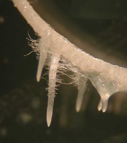 5 root hairs