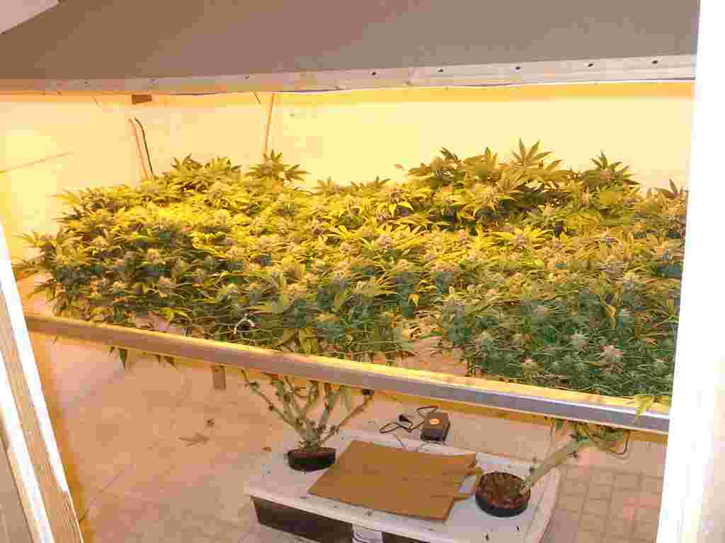 scrog scrog