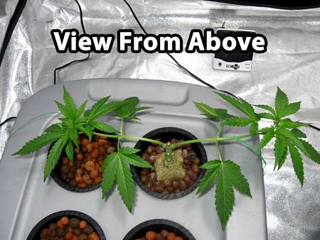 Manifolding Cannabis Plants - Training Technique: Tutorial 60 www.paramountseedfarms.com