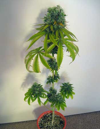 Cannabis Plant Training Techniques: Complete Guide 19 www.paramountseedfarms.com