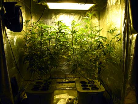 Manifolding Cannabis Plants - Training Technique: Tutorial 44 www.paramountseedfarms.com