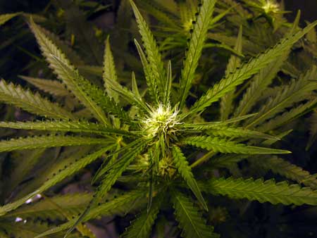 Manifolding Cannabis Plants - Training Technique: Tutorial 43 www.paramountseedfarms.com