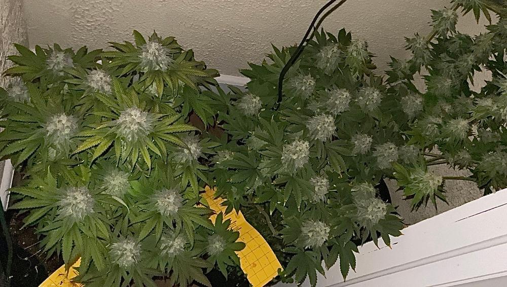 Girl Scout Cookies Extreme