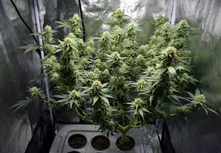 Manifolding Cannabis Plants - Training Technique: Tutorial 49 www.paramountseedfarms.com