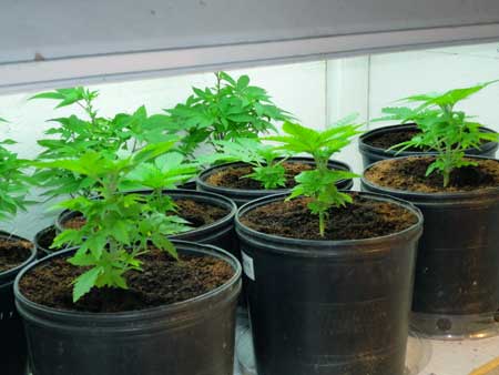 Cannabis Plant Training Techniques: Complete Guide 20 www.paramountseedfarms.com