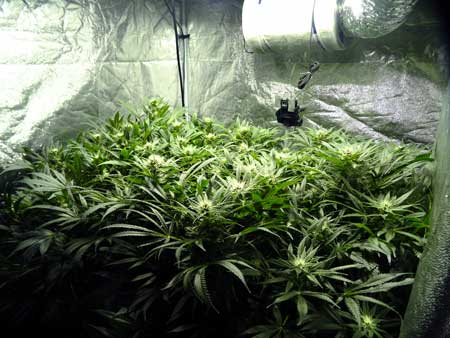Cannabis Defoliation Tutorial: How to Increase Yields Removing Leaves 33 www.paramountseedfarms.com