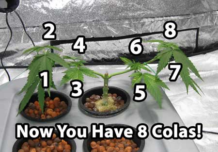 Manifolding Cannabis Plants - Training Technique: Tutorial 34 www.paramountseedfarms.com
