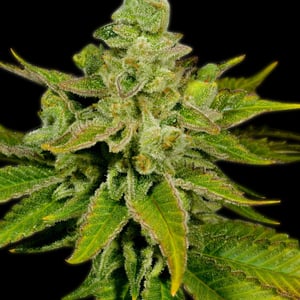 Banana Punch Strain: Tropical Bliss & Potent Effects 1