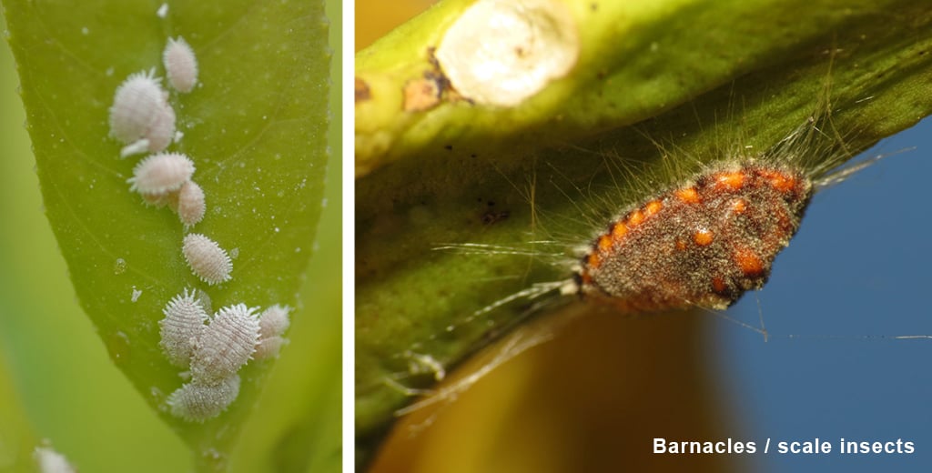 Barnacles-scale-insects-pests-on-cannabis-dutch-passion
