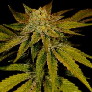 Discover Cali Kush Strain: Your Ultimate Guide 1