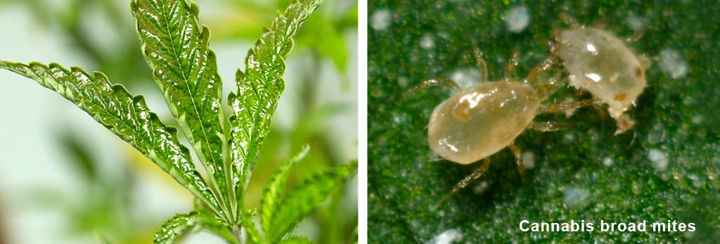 Cannabis Pests and Diseases: 2024 Visual Guide 4 Cannabis-broad-mites-pests