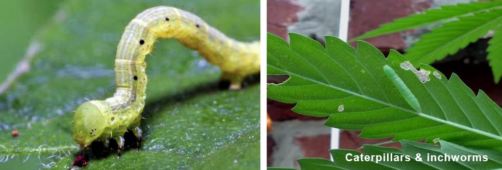 Caterpillars-and-inchworms-pests-on-cannabis-info-and-answers