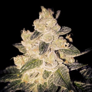 Cinderella 99 Strain Guide: Grow Tips & Effects 1