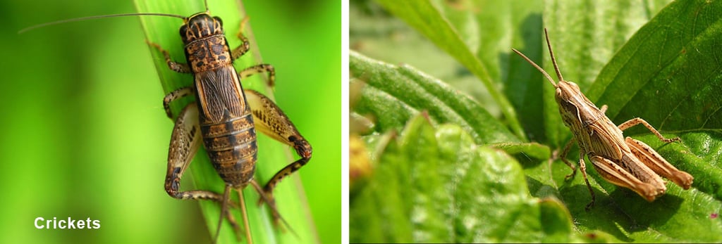 Crickets-pests-on-cannabis-help