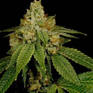 Critical Mass Strain Guide - Top Facts & Effects 1