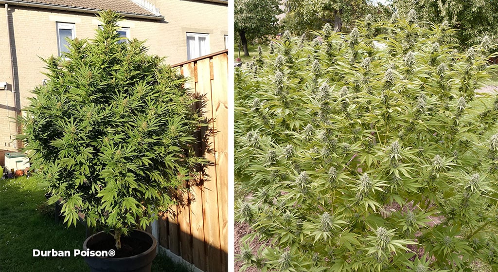 Cannabis Pests and Diseases: 2024 Visual Guide 32 Durban-poison-outdoor-cannabis-seeds-by-dutch-passion