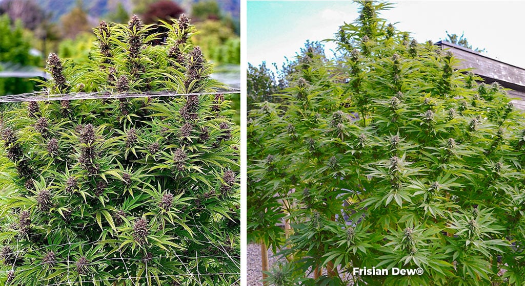 Frisian-Dew-dutch-passion-outdoor-cannabis