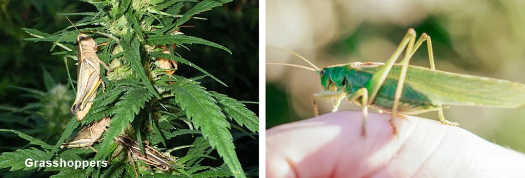 Grasshoppers-pests-control-cannabis