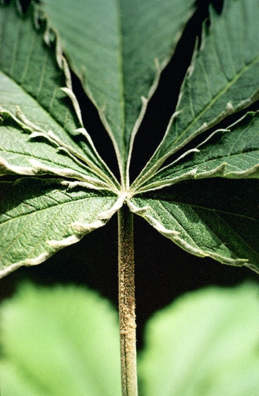 Hemp Russet Mites - Aculops cannabicola - Bloomington, Indiana - picture by Karl Hillig