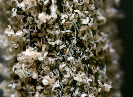 Hemp Russet Mites closeup - Aculops cannabicola - Bloomington, Indiana - picture by Karl Hillig