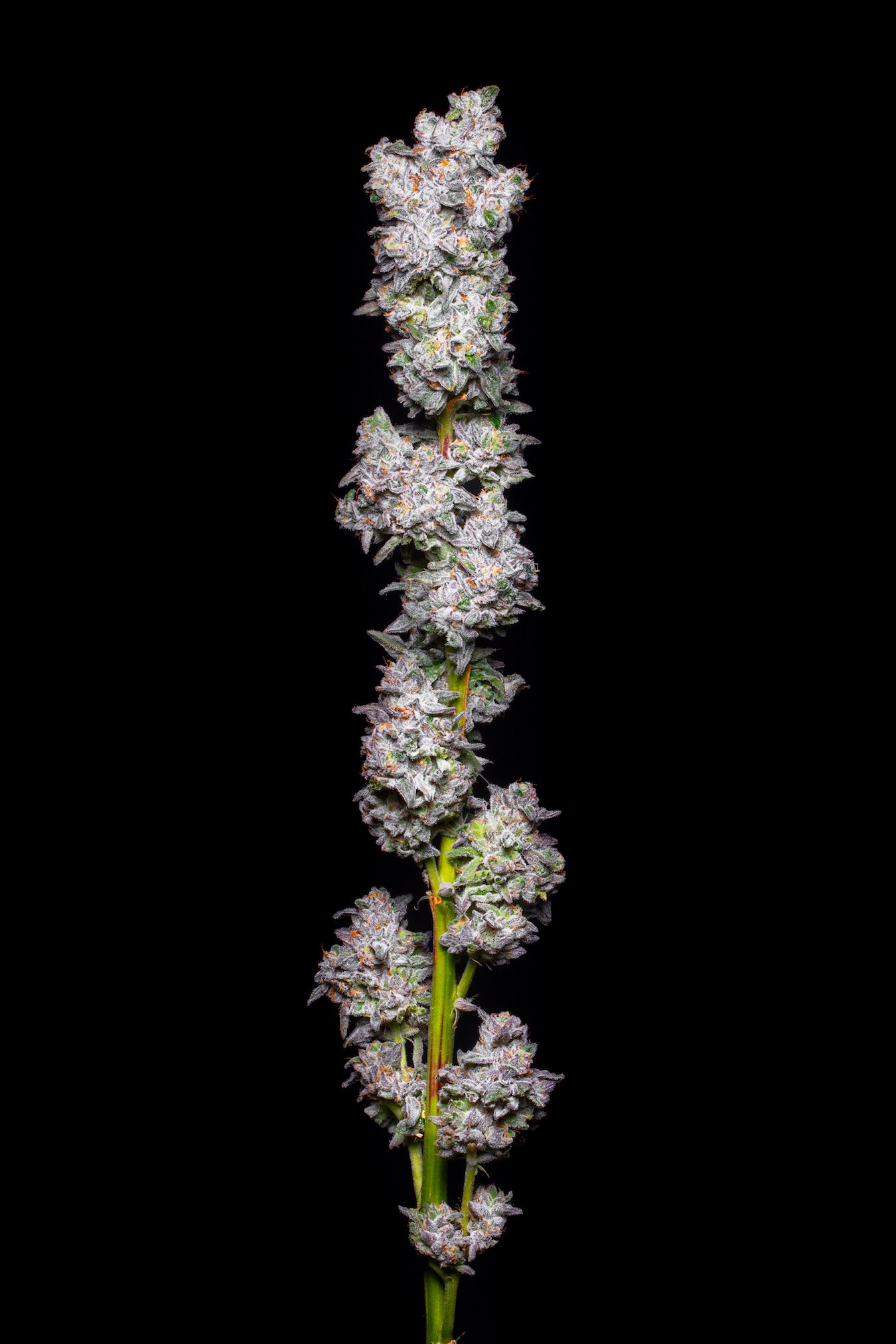 weed strain image