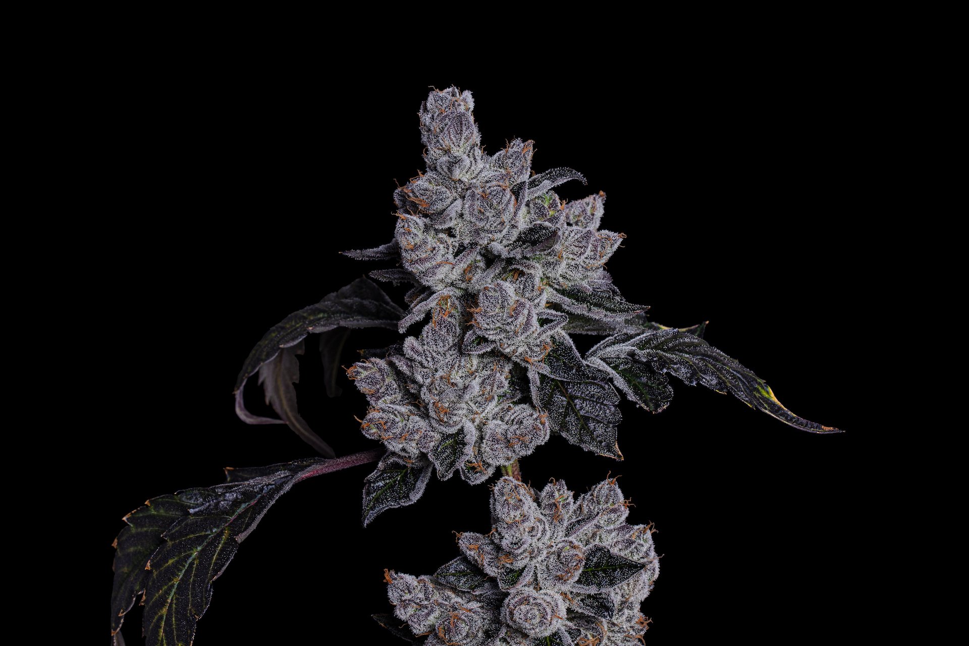 115 Best Weed Strains of All Time 65 Pineapple Fruz - Best Weed Strains