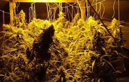 Marijuana Plants Growing in NFT System
