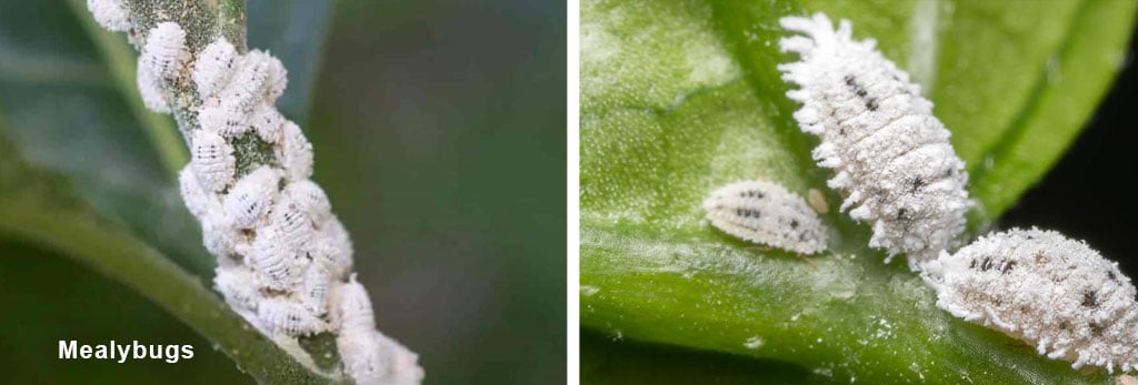 Mealybugs-white-scale-bugs-powder-pests-plants