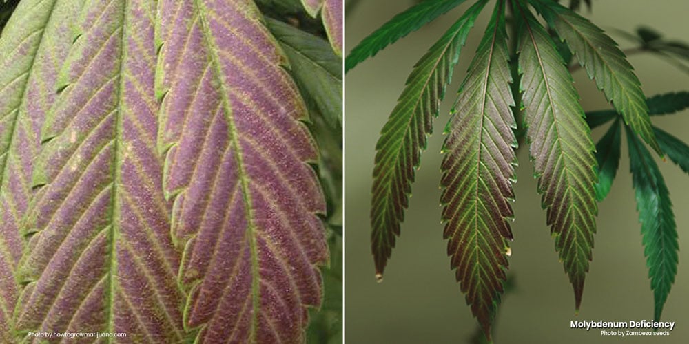 Interveinal chlorosis because of a Molybdenum deficiency