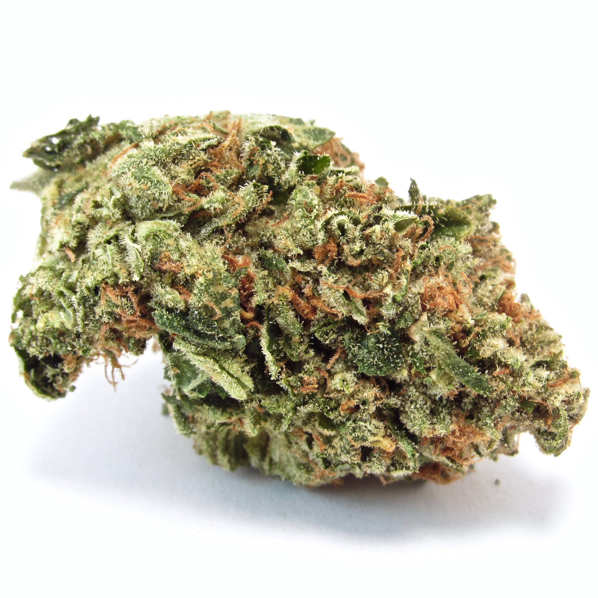 115 Best Weed Strains of All Time 9 motorbreath cannabis strain - pic of bud