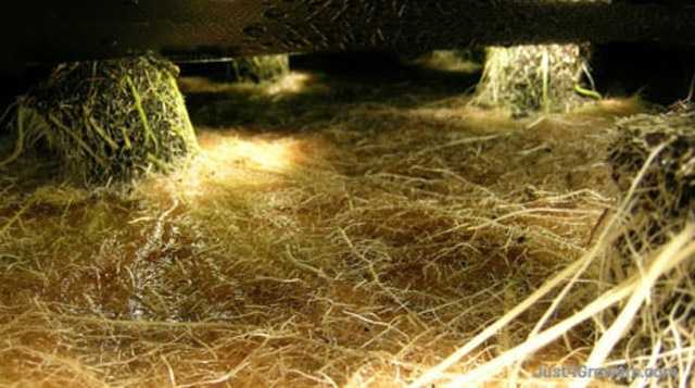 Nutrient Film Technique - root system