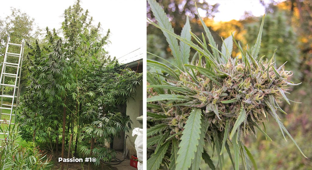 Passion-number-1-outdoor-cannabis-for-cold-climates
