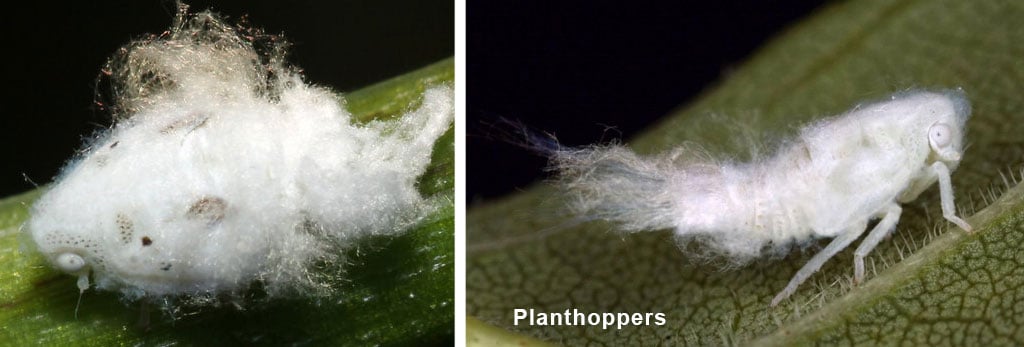 Planthoppers-white-moldy-looking-insects