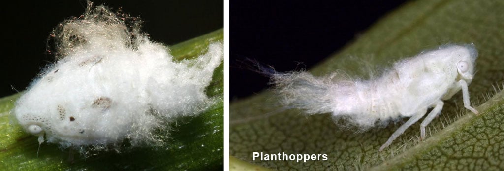 Cannabis Pests and Diseases: 2024 Visual Guide 17 Planthoppers-white-moldy-looking-insects