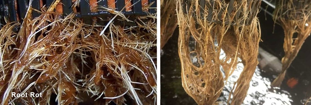 Root-Rot-damage-to-plants-by-rotting-roots-cannabis