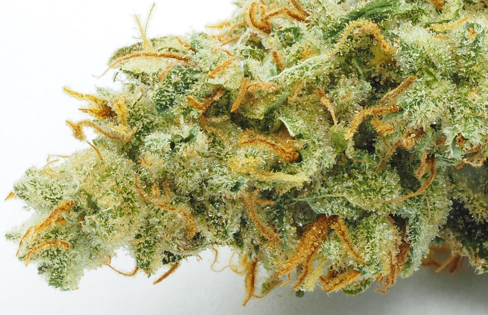 weed strain image