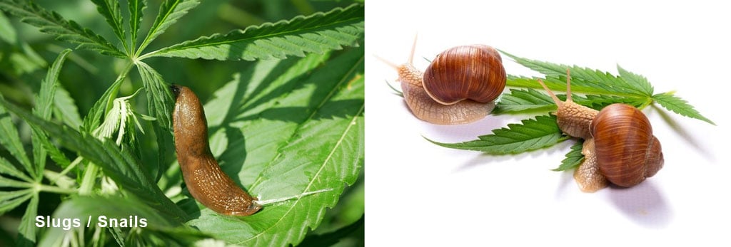 Cannabis Pests and Diseases: 2024 Visual Guide 19 Slugs-Snails-on-cannabis-plants-what-to-do