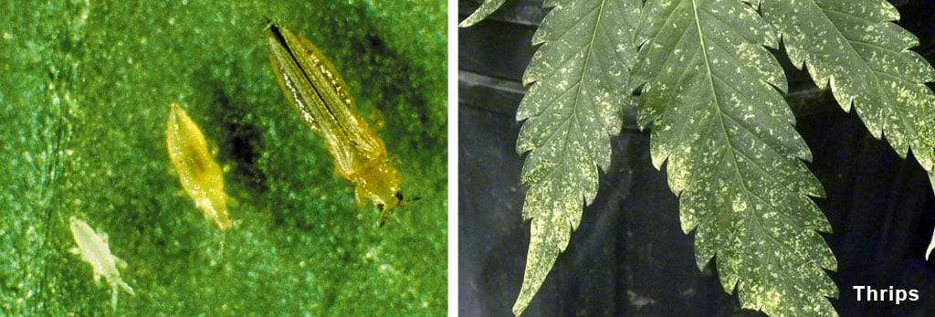 Thrips-cannabis-pests-white-yellow-leaf-damage